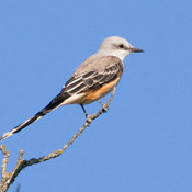 Scissor-tailed Flycatcher